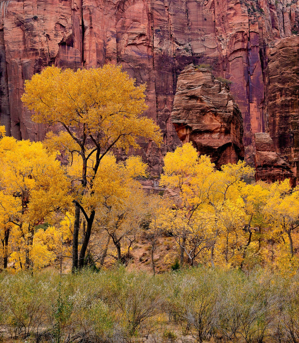 Yellow fall color against red cliffs | Photo Art Print fine art photographic print