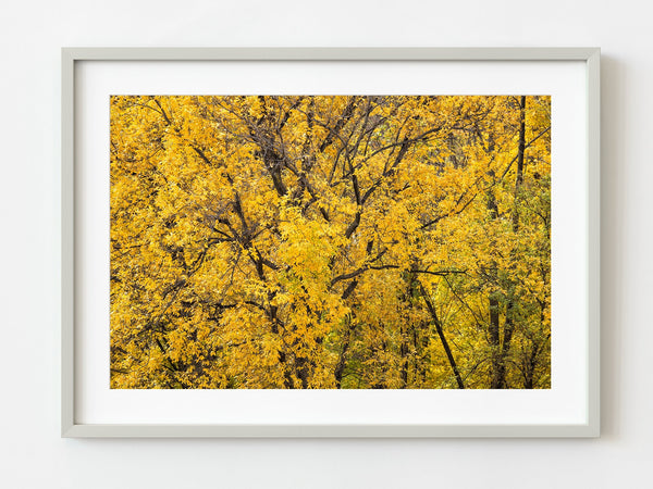 Yellow fall foilage tree closeup | Photo Art Print fine art photographic print